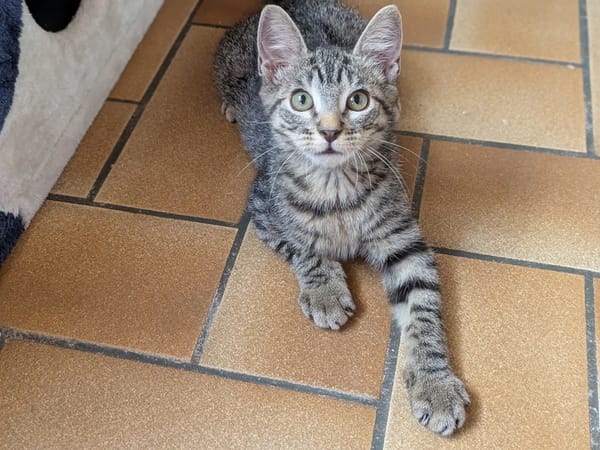 BAMBI