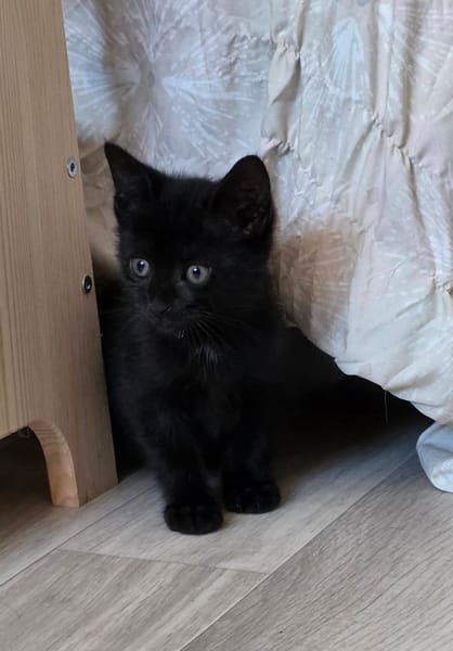 ONYX