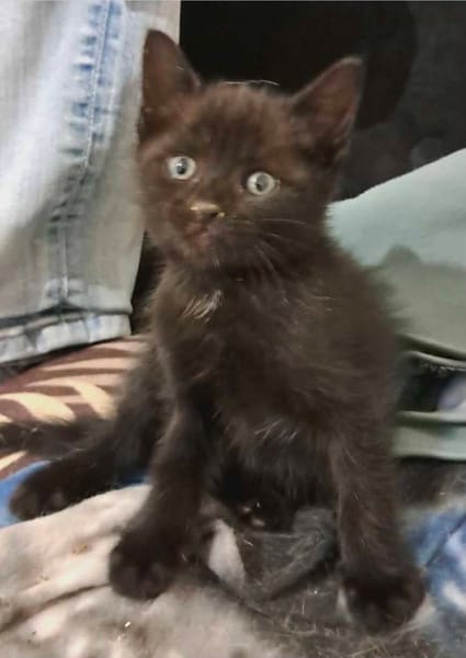 ONYX