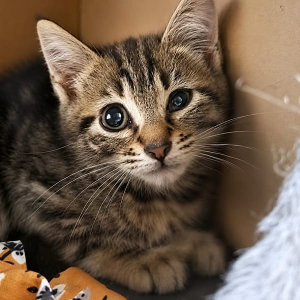 Mignon