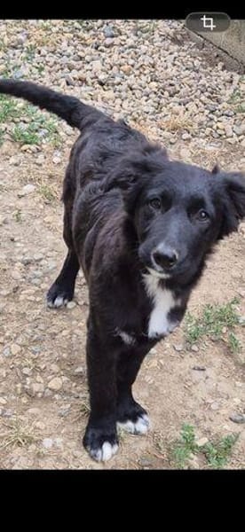 Luna sucht ihr Für-immer-Zuhause