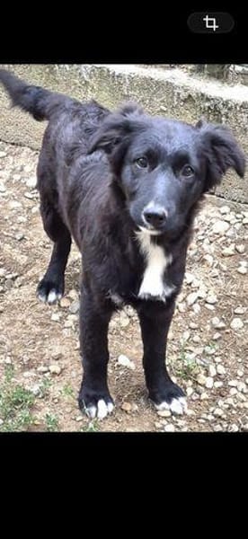 Luna sucht ihr Für-immer-Zuhause