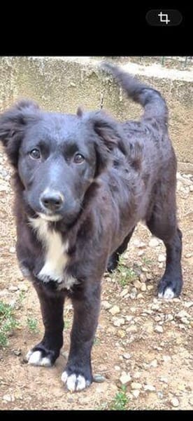 Luna sucht ihr Für-immer-Zuhause