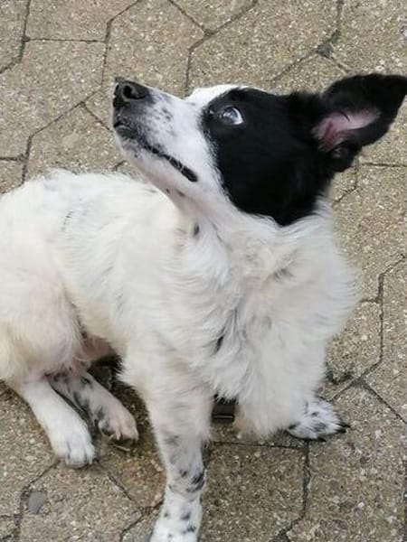 Tessa- ein kleines Herz auf 4 Pfoten sucht seine Familie !