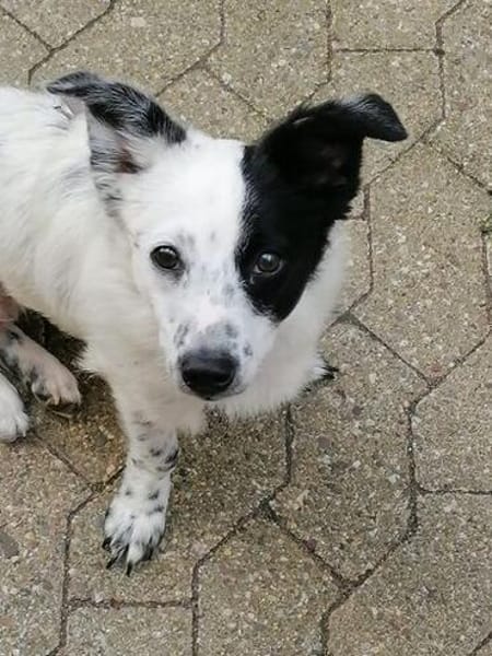 Tessa- ein kleines Herz auf 4 Pfoten sucht seine Familie !