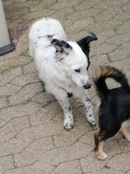 Tessa- ein kleines Herz auf 4 Pfoten sucht seine Familie !