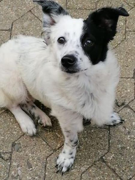 Tessa- ein kleines Herz auf 4 Pfoten sucht seine Familie !