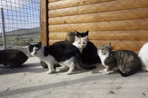 Entspannte Viona sucht ruhiges Zuhause