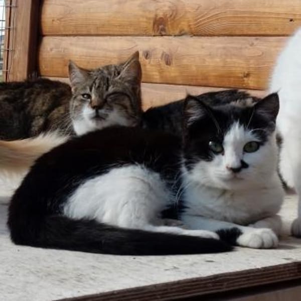 Entspannte Viona sucht ruhiges Zuhause