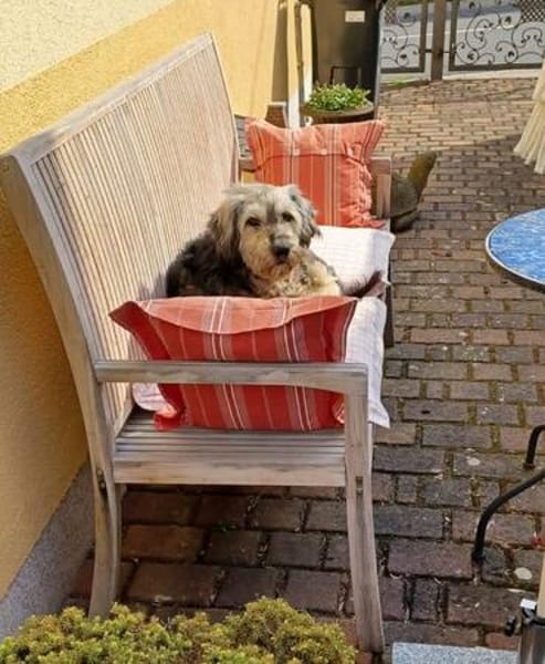Nach schwerem Schicksal: Candy sucht ihr Glück