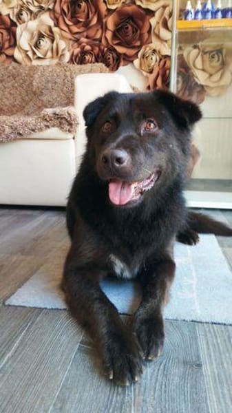 Finlay- charmanter Charakterhund für Liebhaber