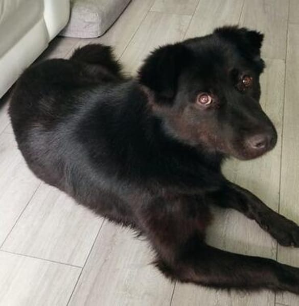 Finlay- charmanter Charakterhund für Liebhaber