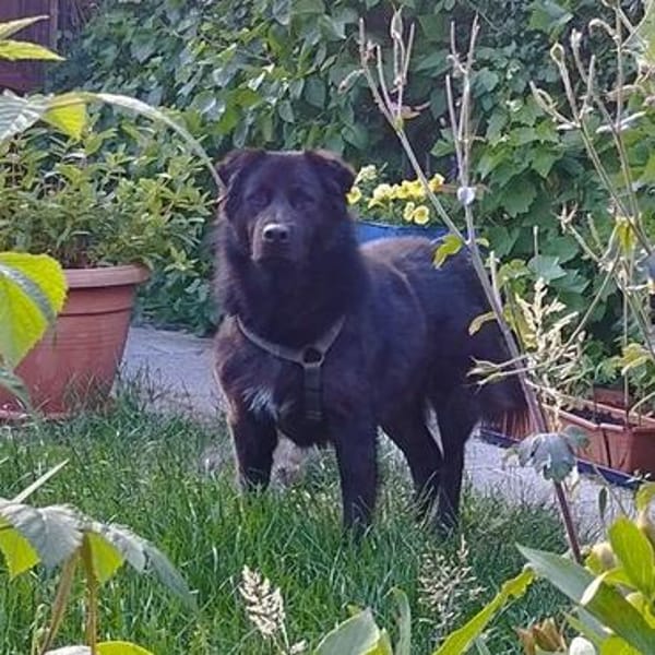 Finlay- charmanter Charakterhund für Liebhaber