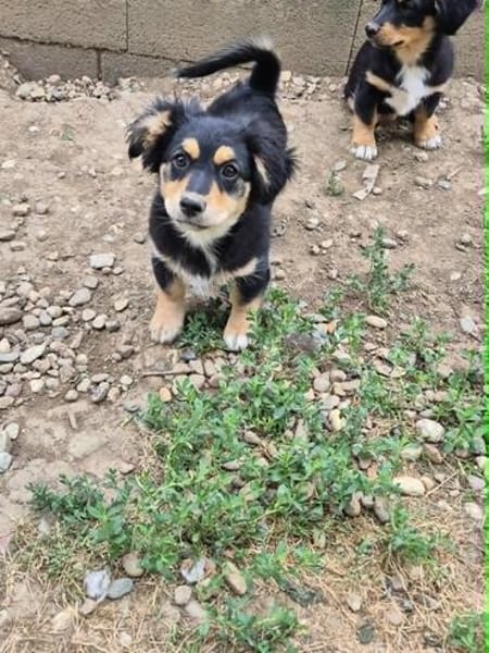 Welpenmädchen Zoe sucht ein liebevolles Zuhause