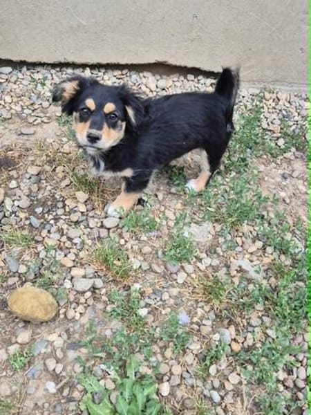 Welpenmädchen Zoe sucht ein liebevolles Zuhause