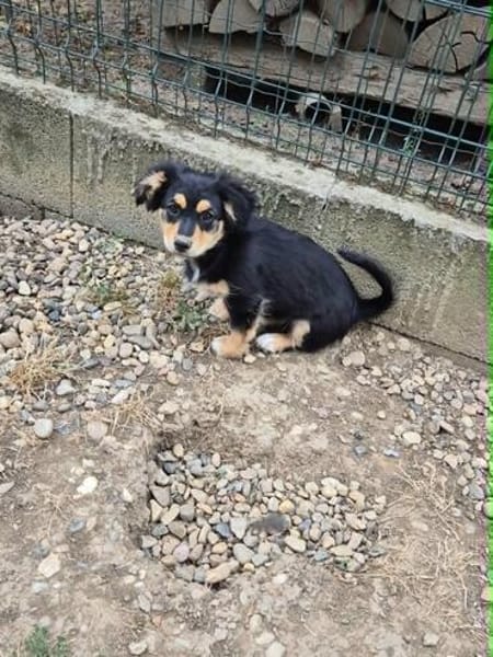 Welpenmädchen Zoe sucht ein liebevolles Zuhause