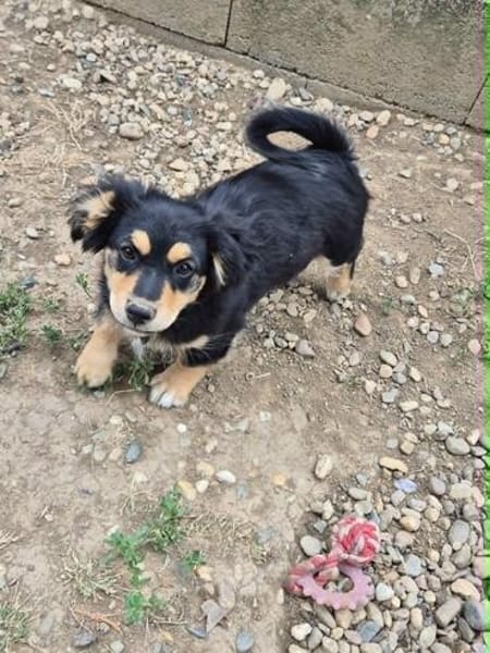 Welpenmädchen Zoe sucht ein liebevolles Zuhause