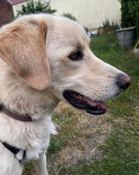 Troy sucht sein Fürimmerzuhause!