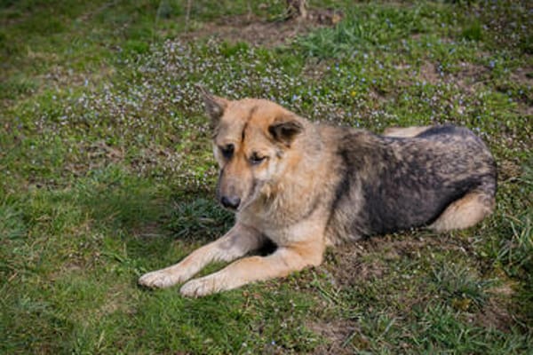 IRIS  Wunderschöne Kämpferin sucht ihr Glück