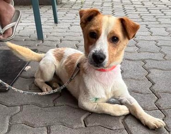Kolbaz der kleine Miniterrierchihuahua/ 82284