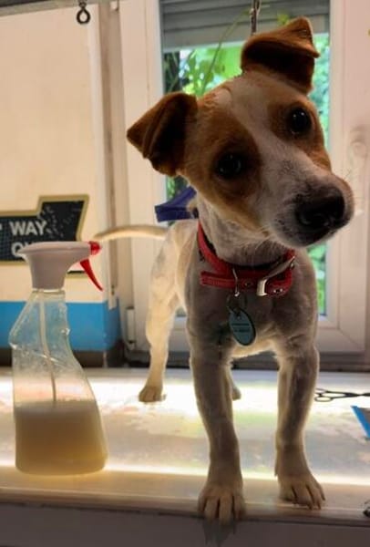 Kolbaz der kleine Miniterrierchihuahua/ 82284
