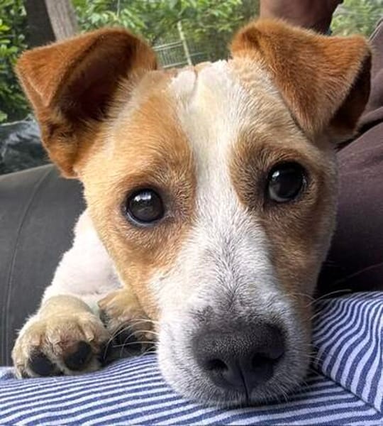 Kolbaz der kleine Miniterrierchihuahua/ 82284