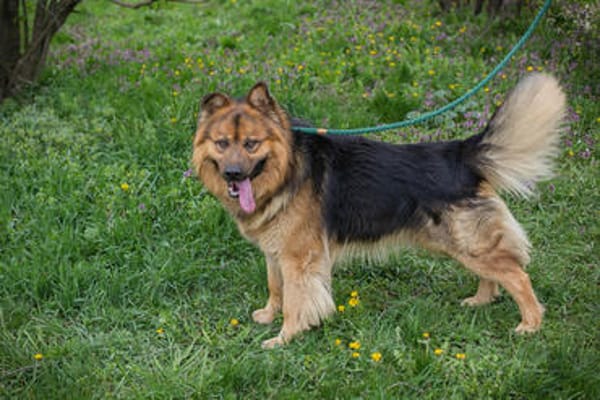 WUTZ  Fröhlicher Herzenshund sucht ein neues Zuhause