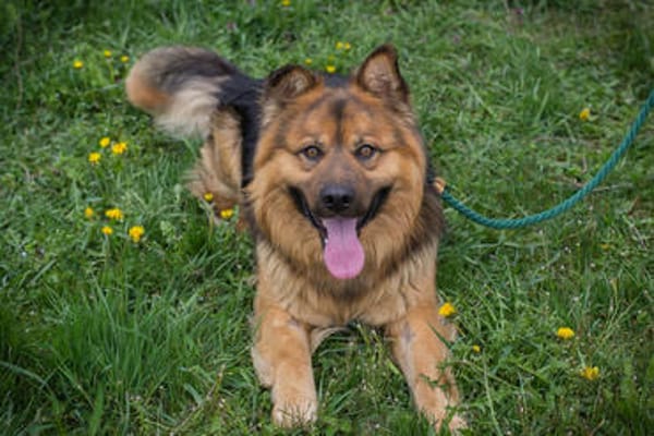 WUTZ  Fröhlicher Herzenshund sucht ein neues Zuhause