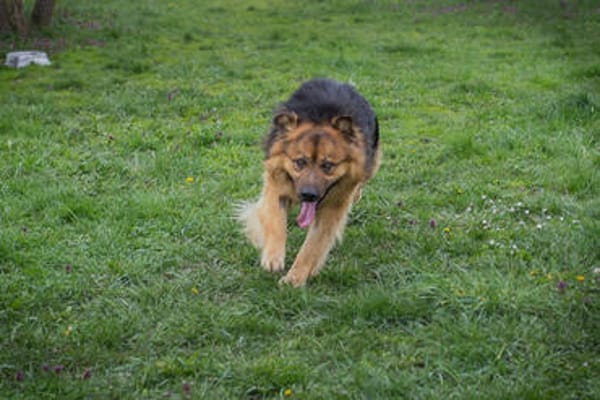 WUTZ  Fröhlicher Herzenshund sucht ein neues Zuhause