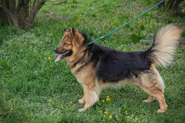 WUTZ  Fröhlicher Herzenshund sucht ein neues Zuhause