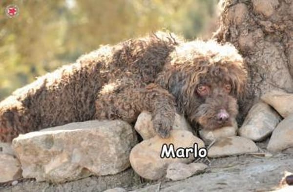 MARLO