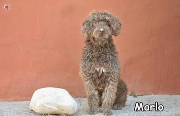 MARLO