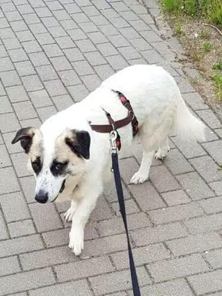 PINTO * Hund wie ein Baum. Kleiner Baum