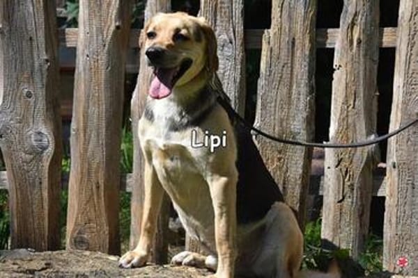 LIPI
