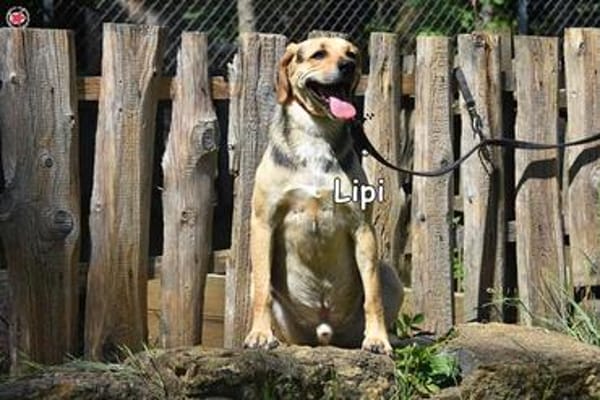 LIPI
