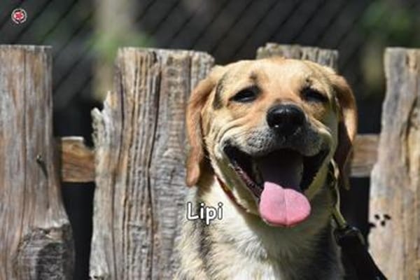 LIPI