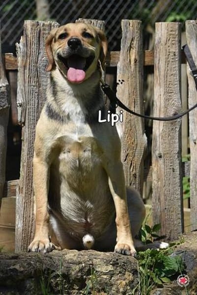 LIPI
