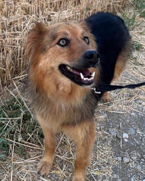 Liebe Mogli auf der Suche nach Dir / Bei München