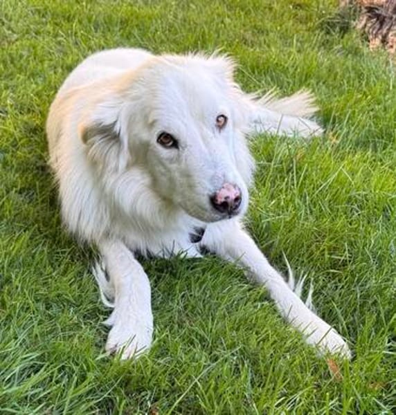 Knut sucht seinen Deckel/ wartet in 82284