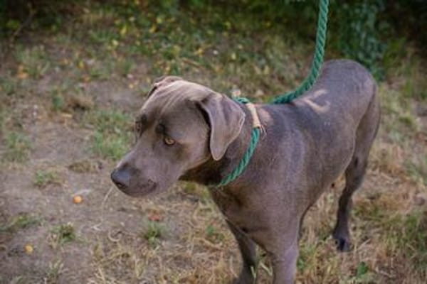 Wunderschöner silberner Labrador (Mix) Ash