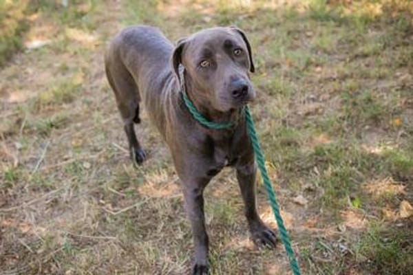 Wunderschöner silberner Labrador (Mix) Ash