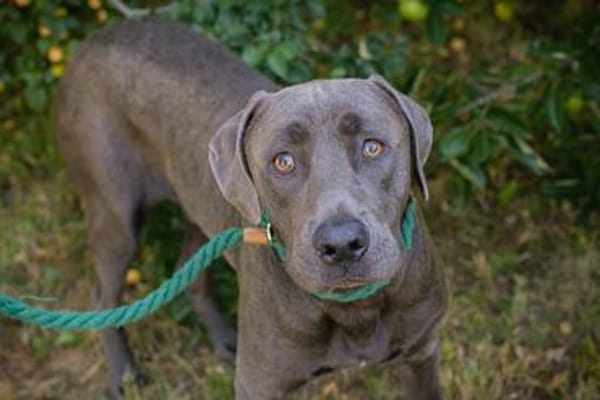 Wunderschöner silberner Labrador (Mix) Ash