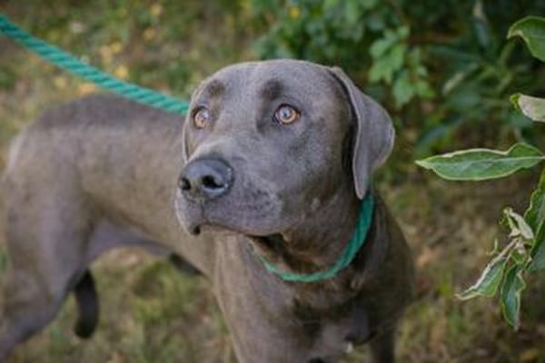 Wunderschöner silberner Labrador (Mix) Ash