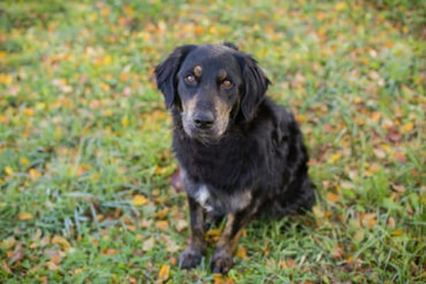 WHISKY  Sanfter Schmusebär sucht sein Glück
