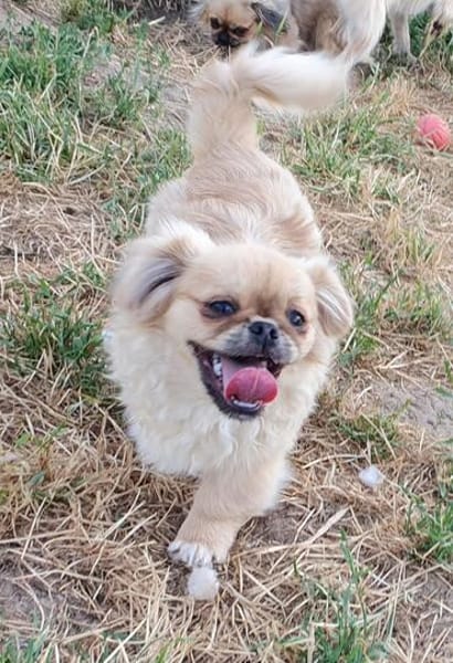 Kleiner Pekinese aus dem Tierschutz