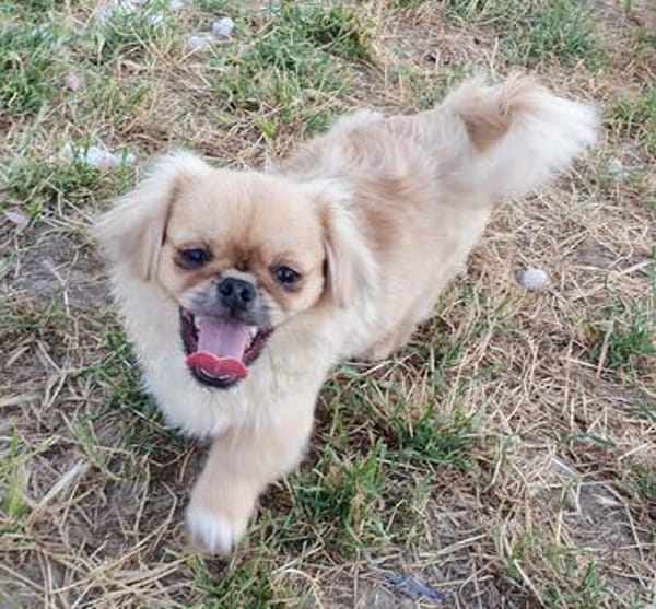 Kleiner Pekinese aus dem Tierschutz