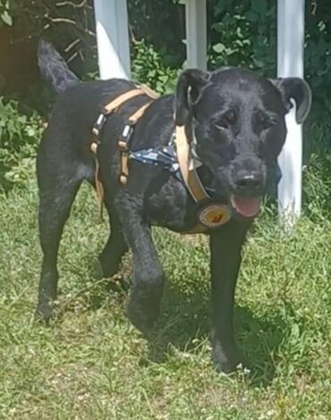 Amber  ist ein kleiner Rohdiamant
