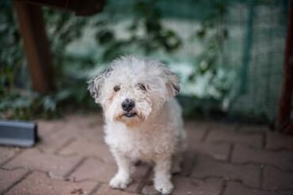 Bob, super freundlicher Bichon-Frisé Mischling