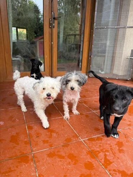 Bob, super freundlicher Bichon-Frisé Mischling