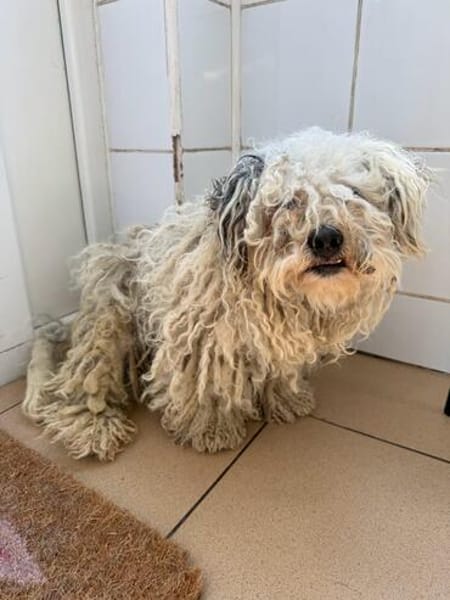 Bob, super freundlicher Bichon-Frisé Mischling